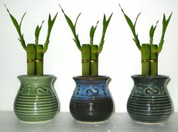 image of diy lucky bamboo for college event programming