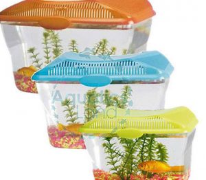 Make Your Own Fish Tank - Includes tanks, rocks, plants and food! (Purchaser to provide fish for participants)