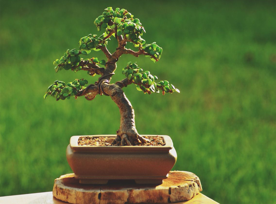 bonsai tree living room